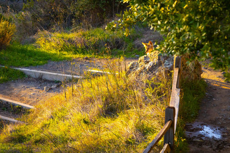 Wild coyote walks through redwood forest at sunset inside Muir Woods National Monument California