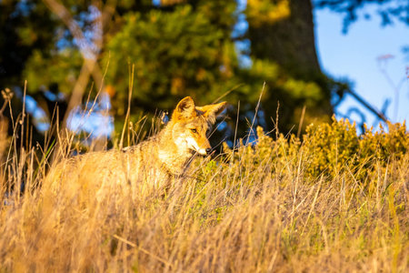 Wild coyote walks through redwood forest at sunset inside Muir Woods National Monument California