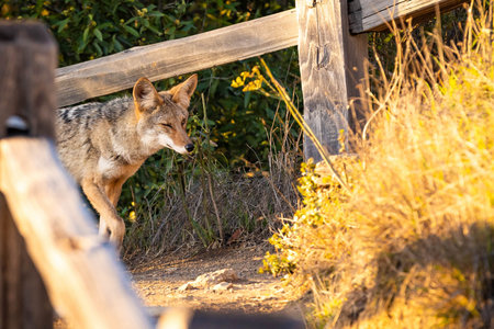 Wild coyote walks through redwood forest at sunset inside Muir Woods National Monument California