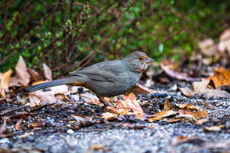 Close up portrait of a California Towhee showing detailed plumage and natural habitat at Pinnacles National Park California in natural lightの写真素材