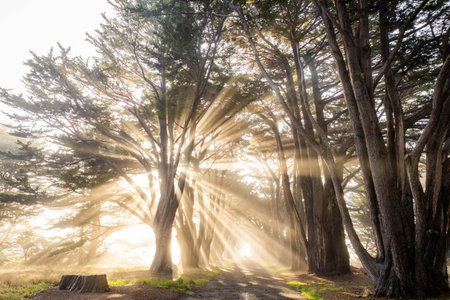 Scenic sunrise view of sun beams shining through Cypress Tree Tunnel at Point Reyes California with...