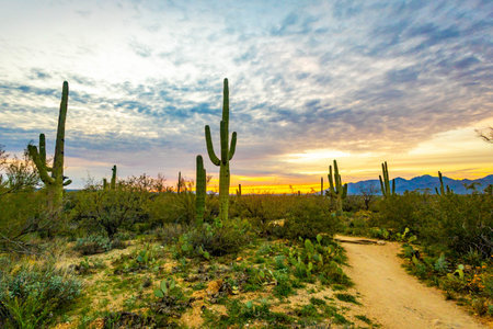 Tall saguaro cacti stand across desert landscape glowing under vibrant sunset light at Douglas Spring Trail in Saguaro National Park Arizona