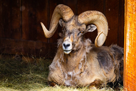 Close up portrait of a bighorn sheep ram at Bear Country USA sanctuary in South Dakota.