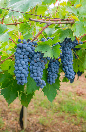 cannonau grape cluster in the vineyard, Jerzu Sardinia, Italy
