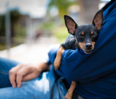 pinscher dog in his master's arms. Concept of love for animalsの写真素材