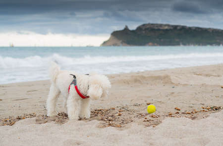 poodle dog playing at the beach with the yellow ballの写真素材
