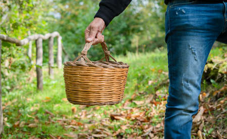 Chestnut harvest in wicker basket