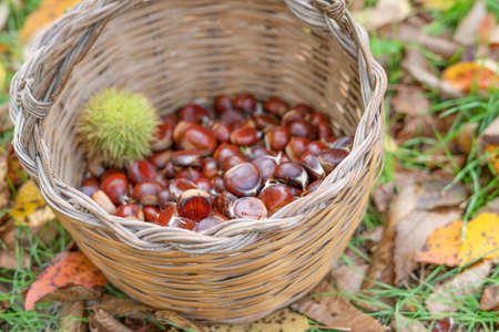 Chestnut harvest in wicker basketの写真素材