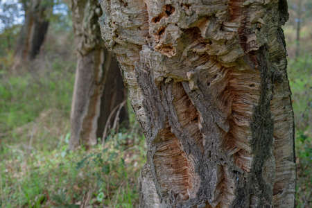 Close-up view on the stem with cutted bark of the oak tree in Sardinia, Italy