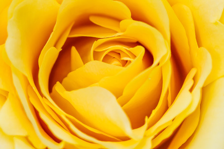 The passion flowerの写真素材