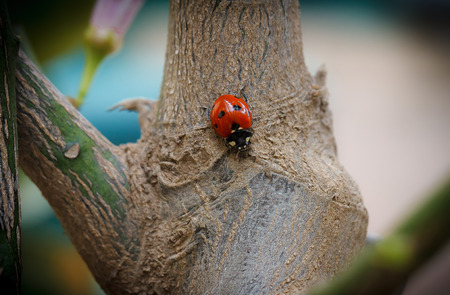 Details of the natureの写真素材