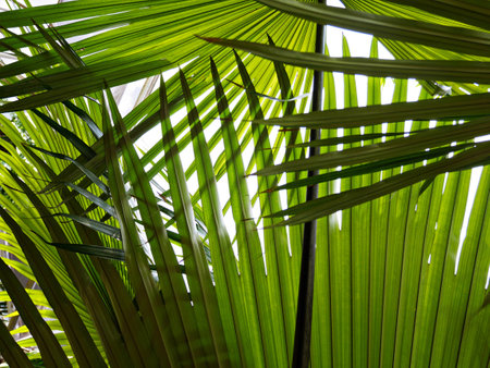 green leafの写真素材