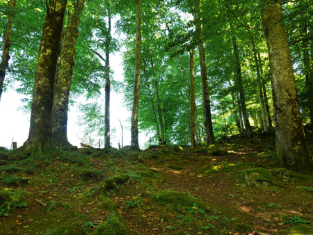 forestの写真素材