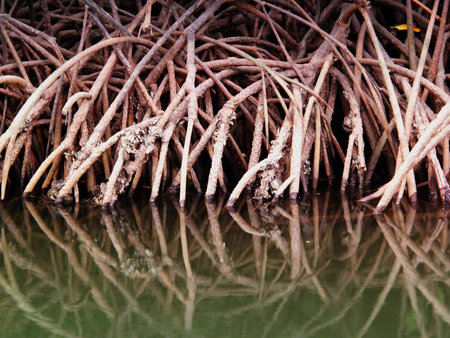 reflection of mangrove rootsの写真素材