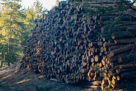 Stacked trees in forest after cutの写真素材
