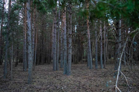 A dark forest whit branches in the groundの写真素材