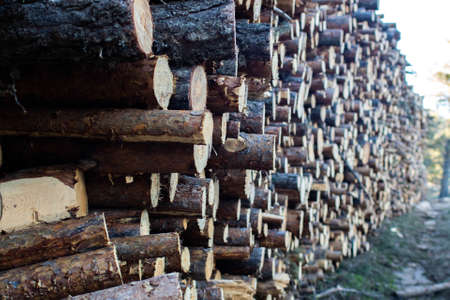 Stacked cut trees in forestの写真素材