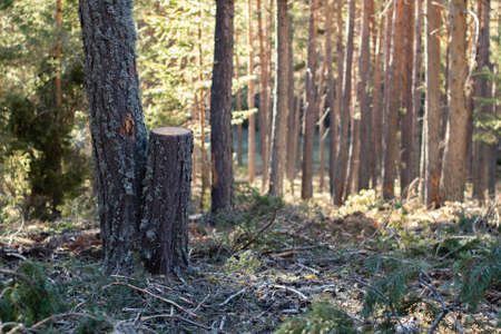 A gone tree and a marked one in forestの写真素材