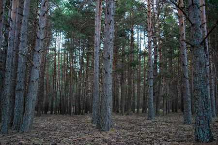 A dark forest whit branchesの写真素材