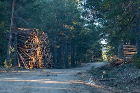 Stacked trees in forest after cutの写真素材