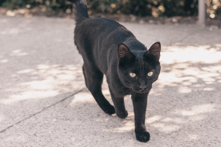 Stray black cat with a chopped off tailの写真素材