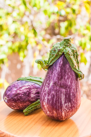 Juicy ripe eggplant straight from the gardenの写真素材