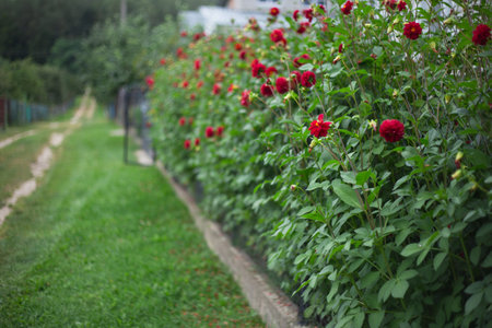 Red velvet flower buds against the backdrop of lush green foliage from the garden stick out to the street - a flower garden in the backyardの写真素材