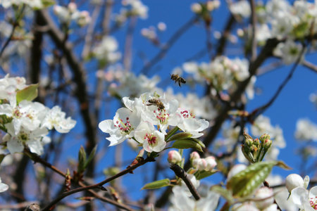 cherry blossomの素材