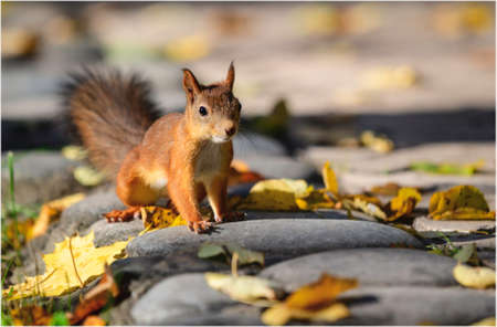 Photo autumn and squirrels