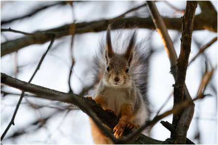 Portrait of a squirrel on a branch in the park