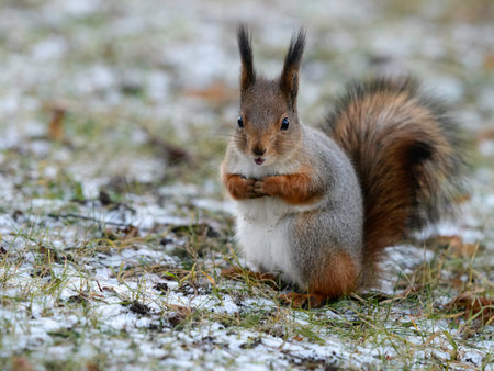 The first snow and the surprised squirrelの写真素材