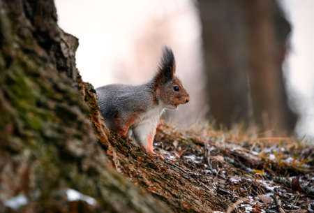 Photo on the theme of a squirrel in the parkの写真素材