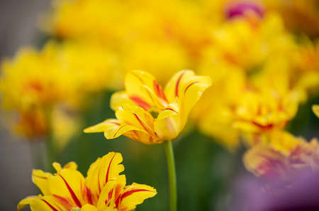 Photos on flowers and flowering plants