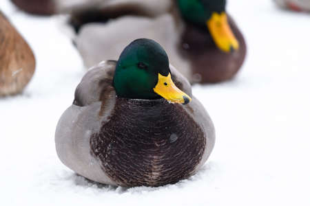 Photo on the theme of birds in winterの写真素材