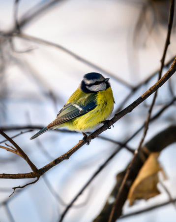 Photo on the topic tit on a branch