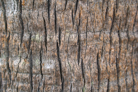 Old wood texture background. Close up of old wood texture background.の写真素材
