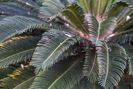 Close up of Cycas revoluta or sago palm leaves.の写真素材