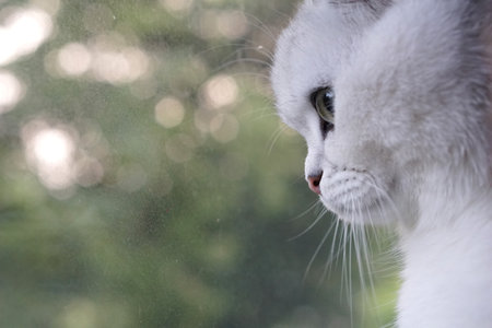 British shorthair sliver cat looking out of the window with green bokeh backgroundの写真素材