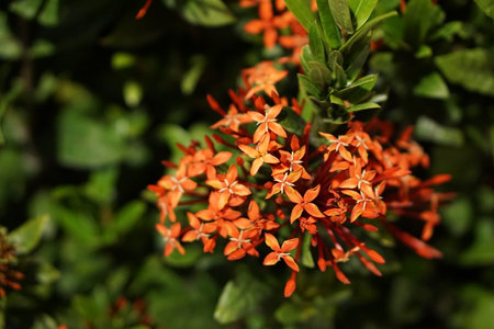 Ixora coccinea flower in the garden with nature background