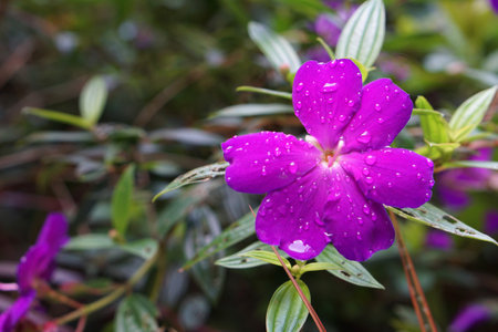 Purple periwinkle flower with water drops on green leaves backgroundの写真素材
