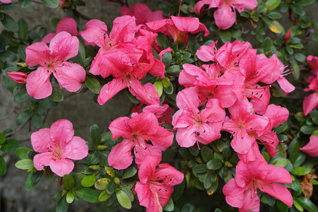 Azalea flowers blooming in the spring garden. Natural floral background.の写真素材