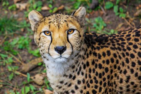 Close up of cheetah face staring into cameraの写真素材