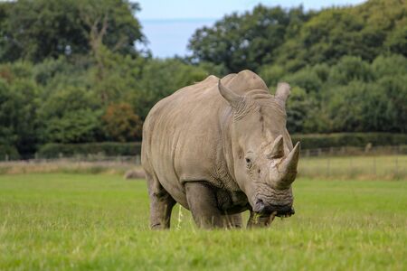 rhino in grassy plain