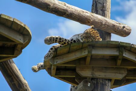 Spotted leopard sleeping on wooden platform in sunの写真素材