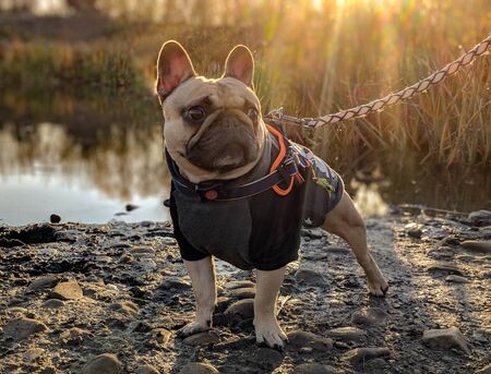 cute french bulldog dog in coat jumper at sunsetの写真素材