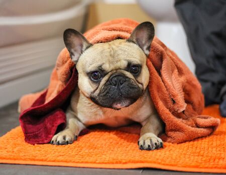 French bulldog dog wrapped in towel after bath getting dryの写真素材