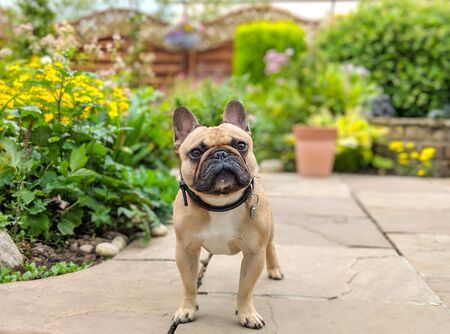 french bulldog dog on garden patio in summer gardenの写真素材