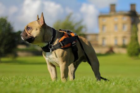French bulldog dog standing outside old mansion on sunny dayの写真素材