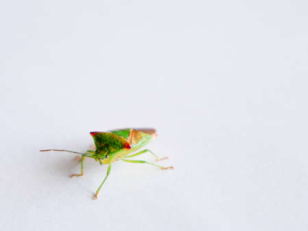 Birch shield bug stink bug on white close upの写真素材