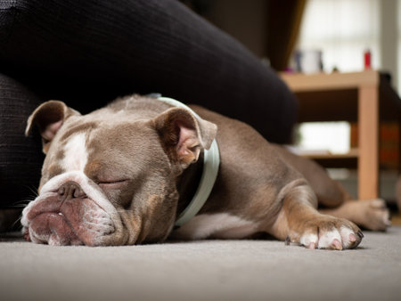 Sleeping Bulldog on carpet - brachycephalic snoring dog - has difficulty breathingの写真素材